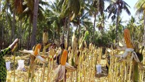 Warga Desa Tubung Walang Tanam dan Panen Jagung di Musim Kemarau, Lamudin Leu:  Ini Sesuatu !