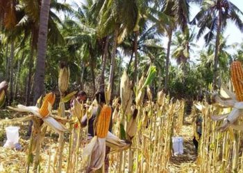 Warga Desa Tubung Walang Tanam dan Panen Jagung di Musim Kemarau, Lamudin Leu: Ini Sesuatu !