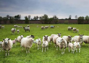 Bagai Domba di Tengah Serigala