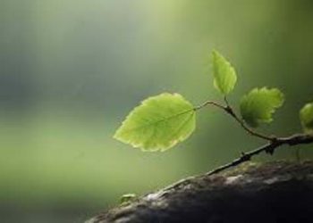 Tumbuh dari Yang Kecil dan Sederhana