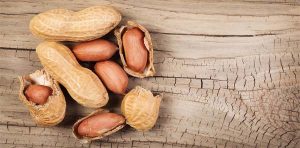 Ibarat Kacang Lupa Kulit