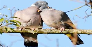 Kasih Mengalahkan Segala