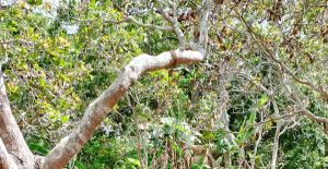 Warga Karangora Fransiskus Saferius Baha Ditemukan Tewas Gantung Diri di Kebun