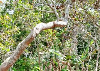 Warga Karangora Fransiskus Saferius Baha Ditemukan Tewas Gantung Diri di Kebun