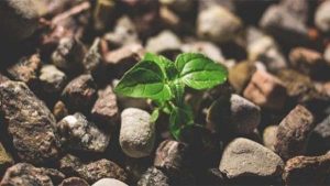 Benih di Tanah Hati yang Baik