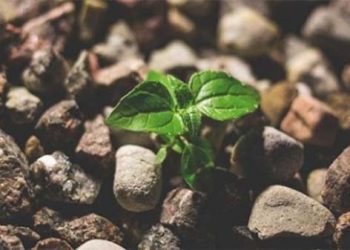 Benih di Tanah Hati yang Baik