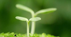 Bersaudara karena Lahir Baru dari Rahim Iman