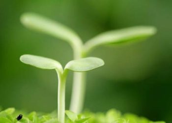 Bersaudara karena Lahir Baru dari Rahim Iman