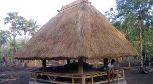 Sayin Bayan Politik, Cahaya Kearifan Lokal Lembata