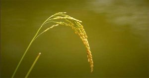 Allah Membenarkan yang Rendah Hati