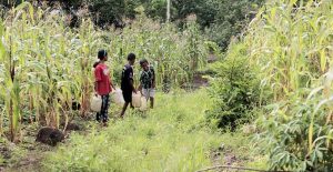 Harapan di Ujung Jalan: Kisah Perjuangan Ibu-Anak Hadapi Bahaya dan Mitos Gaib Demi Air Bersih