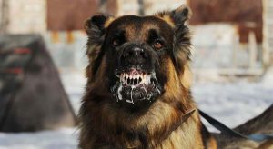 Rabies, Air Mata dan Harapan Eradikasi, Mungkinkah?