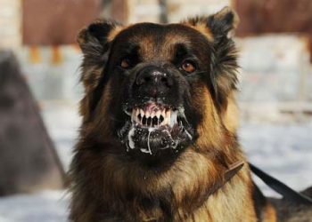 Rabies, Air Mata dan Harapan Eradikasi, Mungkinkah?