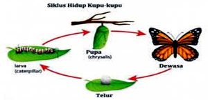 J𝒂𝒍𝒂𝒏 𝑺𝒖𝒍𝒊𝒕 (𝑯𝒐𝒎𝒊𝒍𝒊 𝑱𝒖𝒎𝒂𝒕 𝑨𝒈𝒖𝒏𝒈)