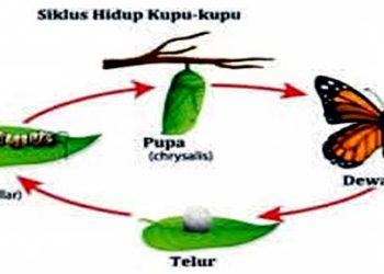 J𝒂𝒍𝒂𝒏 𝑺𝒖𝒍𝒊𝒕 (𝑯𝒐𝒎𝒊𝒍𝒊 𝑱𝒖𝒎𝒂𝒕 𝑨𝒈𝒖𝒏𝒈)