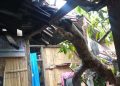 Waspada! Satu Rumah di Lebatukan Hancur Tertimpa Pohon Kemiri yang Tumbang Diterjang Angin Kencang