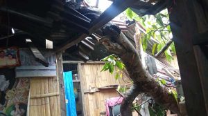Waspada! Satu Rumah di Lebatukan Hancur Tertimpa Pohon Kemiri yang Tumbang Diterjang Angin Kencang