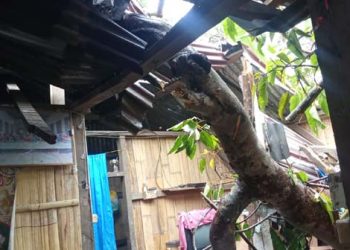 Waspada! Satu Rumah di Lebatukan Hancur Tertimpa Pohon Kemiri yang Tumbang Diterjang Angin Kencang