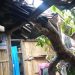 Waspada! Satu Rumah di Lebatukan Hancur Tertimpa Pohon Kemiri yang Tumbang Diterjang Angin Kencang