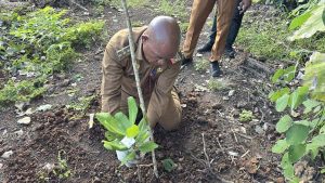 Pemkab Lembata Dorong Pengembangan Jambu Mente, Investor Lakukan Monitoring dan Survei Lapangan