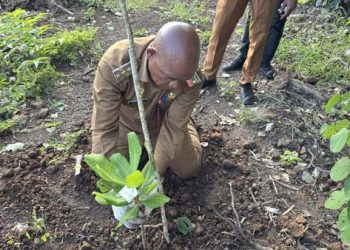 Pemkab Lembata Dorong Pengembangan Jambu Mente, Investor Lakukan Monitoring dan Survei Lapangan