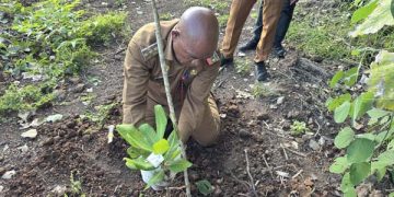 Pemkab Lembata Dorong Pengembangan Jambu Mente, Investor Lakukan Monitoring dan Survei Lapangan