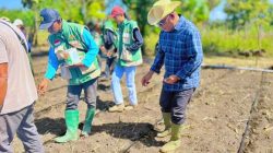 Bupati Lembata Dorong Desa Bean Jadi Sentra Benih dan Percontohan Pertanian Modern